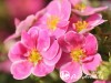 Sidabražolė krūminė 'Pink Paradise 'Kupinpa' (lot. Potentilla fruticosa)